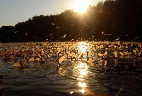 Thermal Apartman Tiszafuered Bagian luar foto